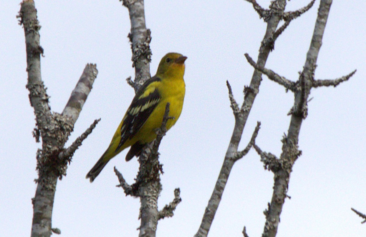 Western Tanager - ML608346576