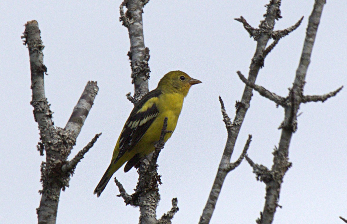 Western Tanager - ML608346577