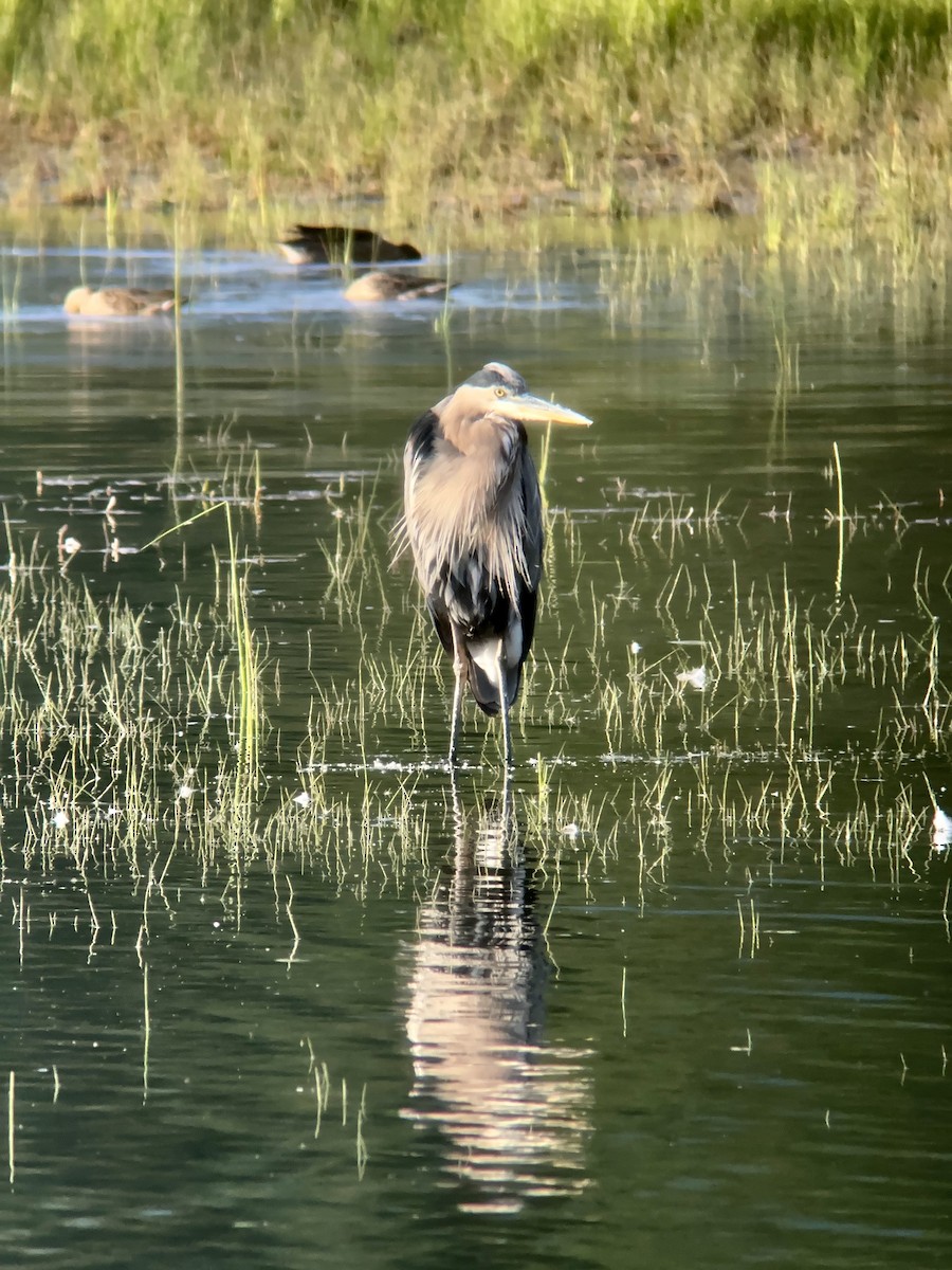 Great Blue Heron - ML608346823