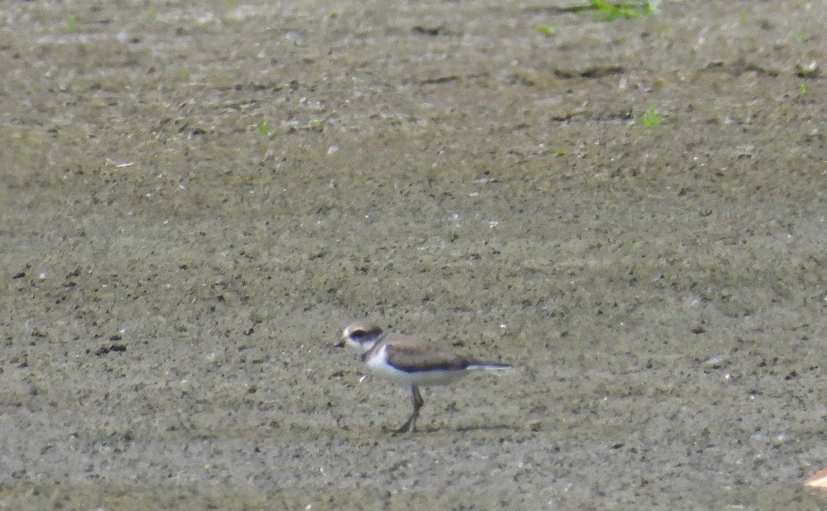 Semipalmated Plover - ML608346825
