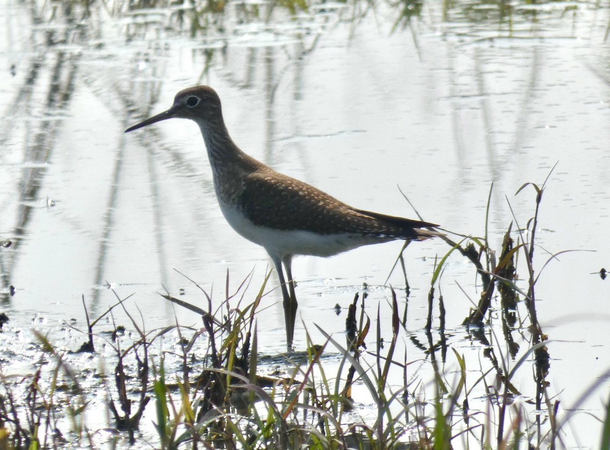 Solitary Sandpiper - ML608346881