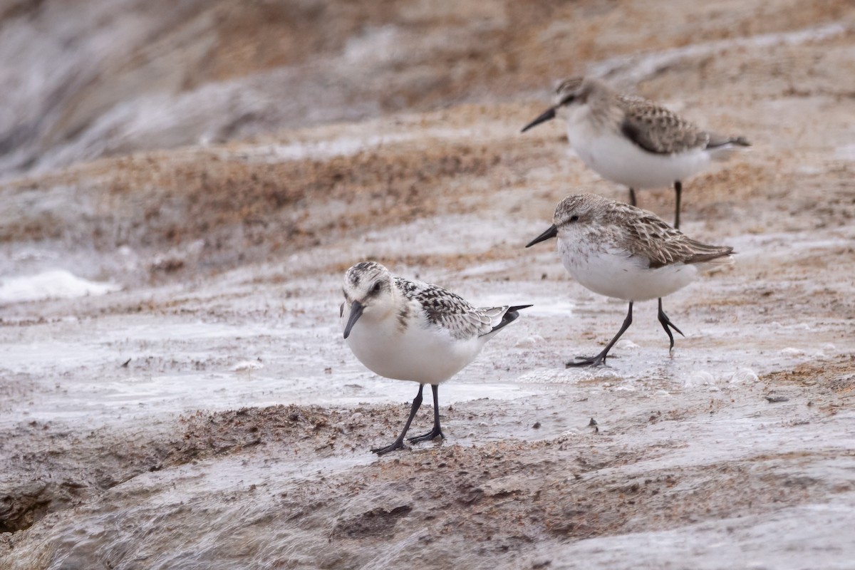 Bécasseau sanderling - ML608346900