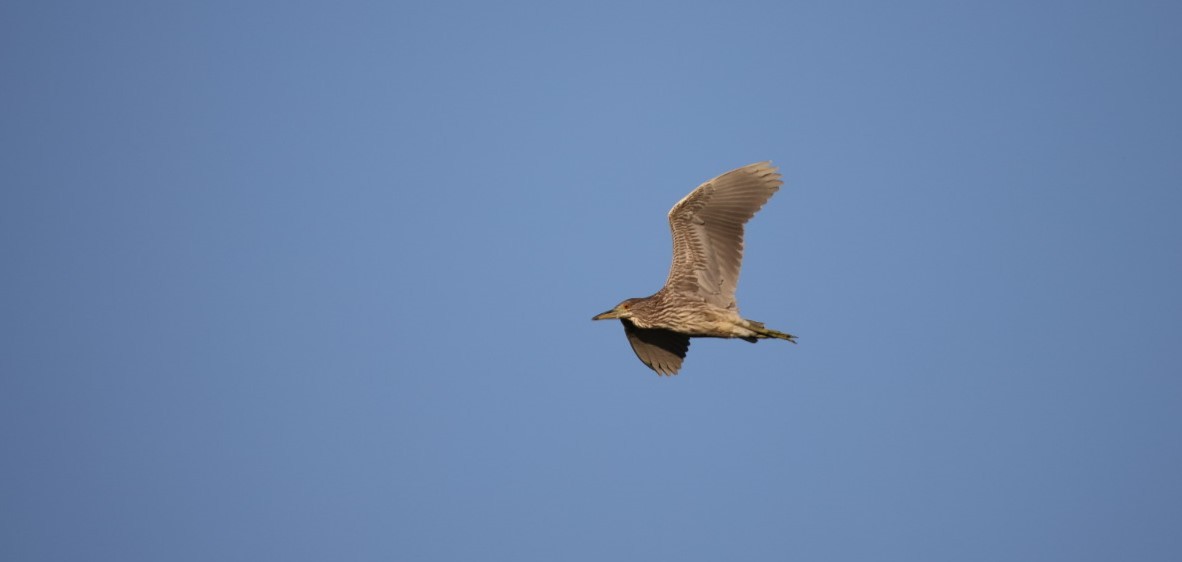 Black-crowned Night Heron - Yves Lajoie