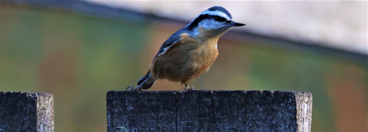 Red-breasted Nuthatch - ML608347072