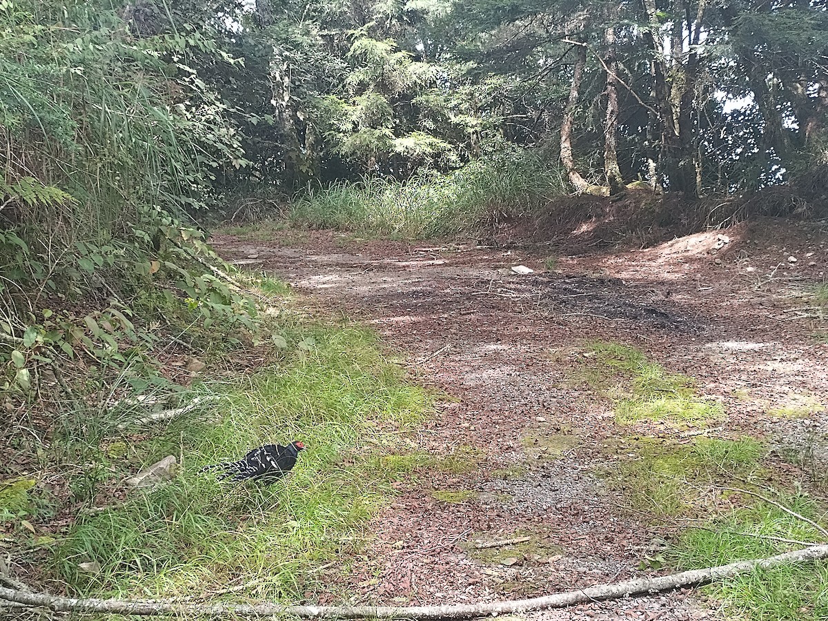 Mikado Pheasant - ML608347110