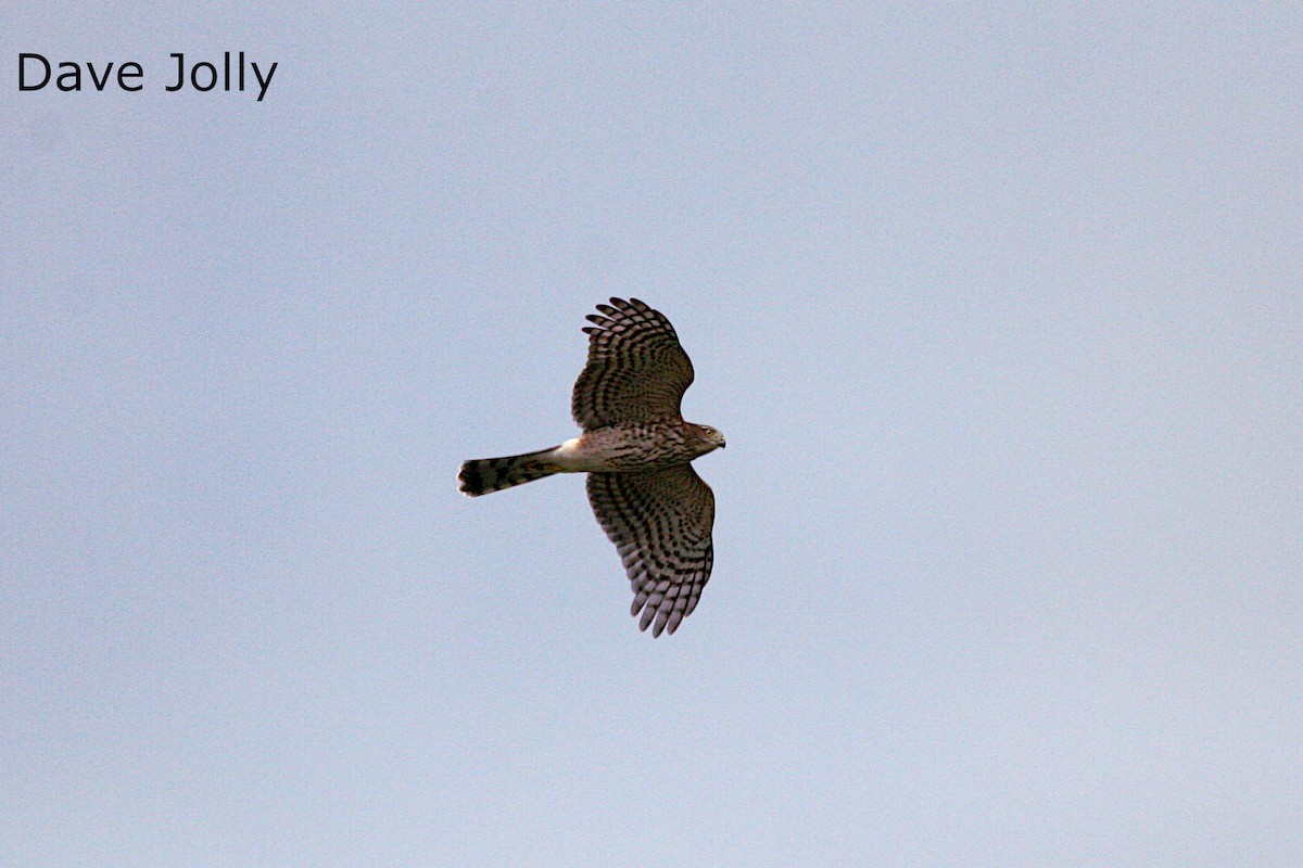 Sharp-shinned Hawk - ML608347126