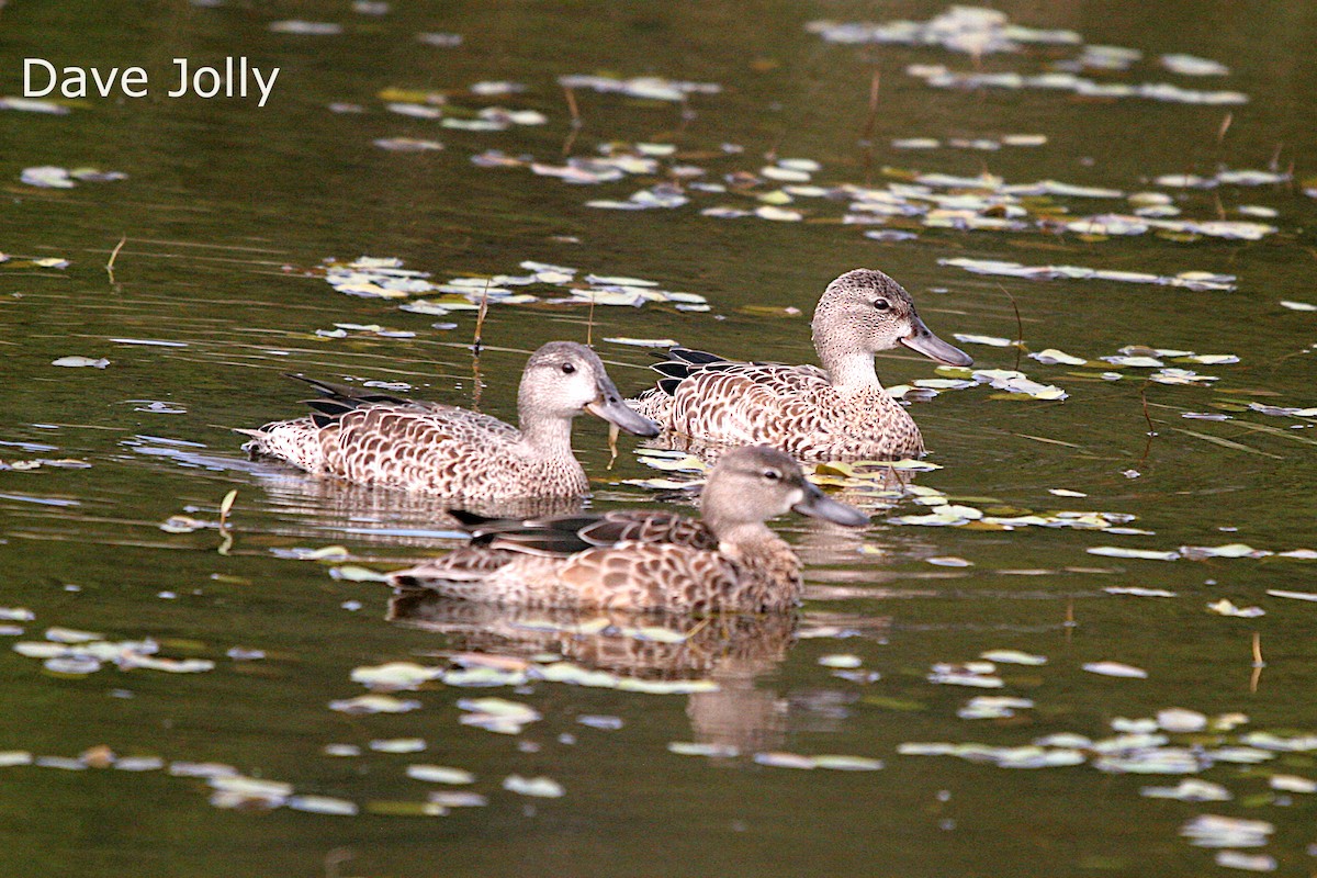 Blue-winged Teal - ML608347175