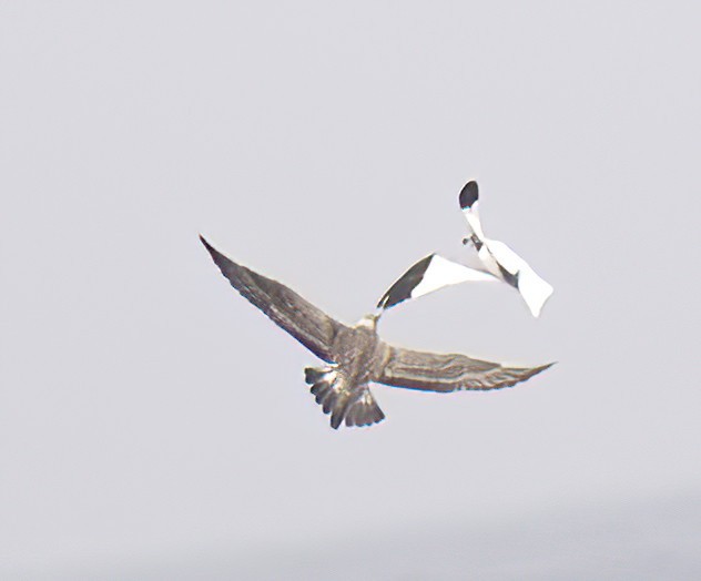 Long-tailed Jaeger - ML608347287