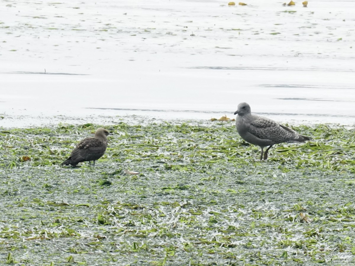 Parasitic Jaeger - ML608347378