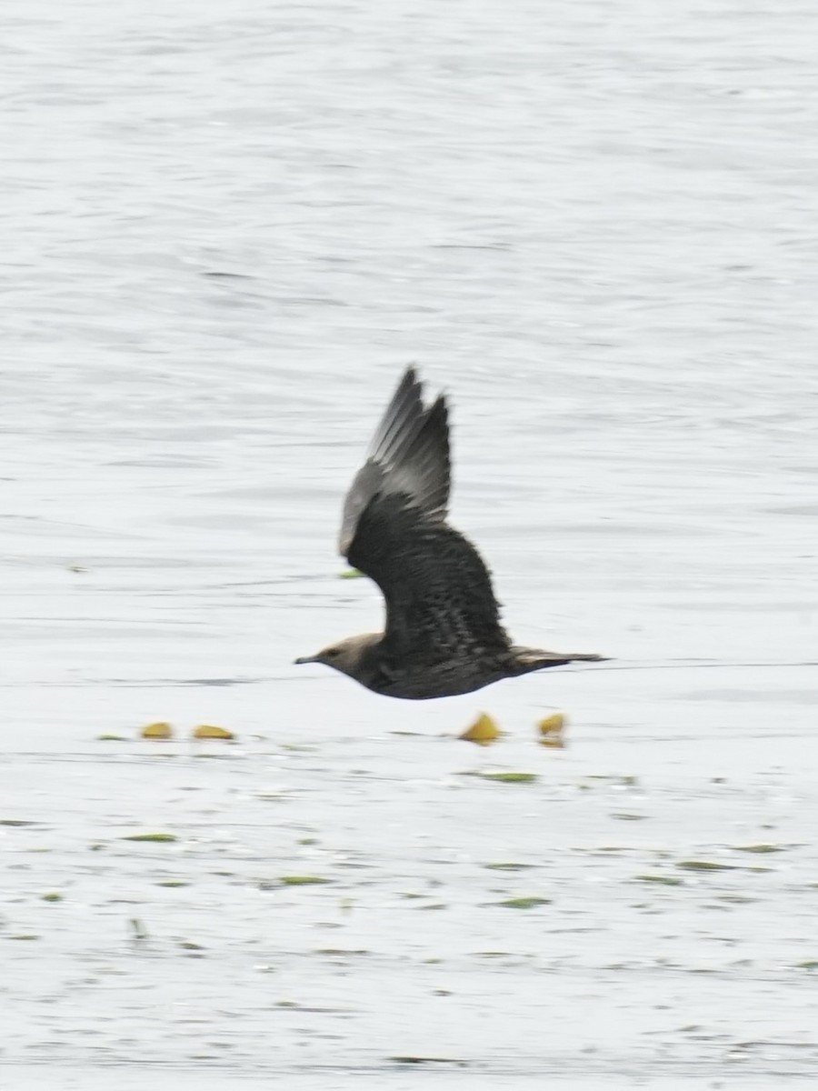 Parasitic Jaeger - ML608347385