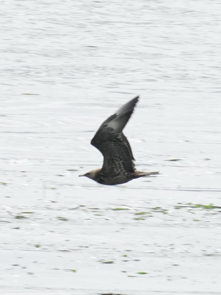 Parasitic Jaeger - ML608347386