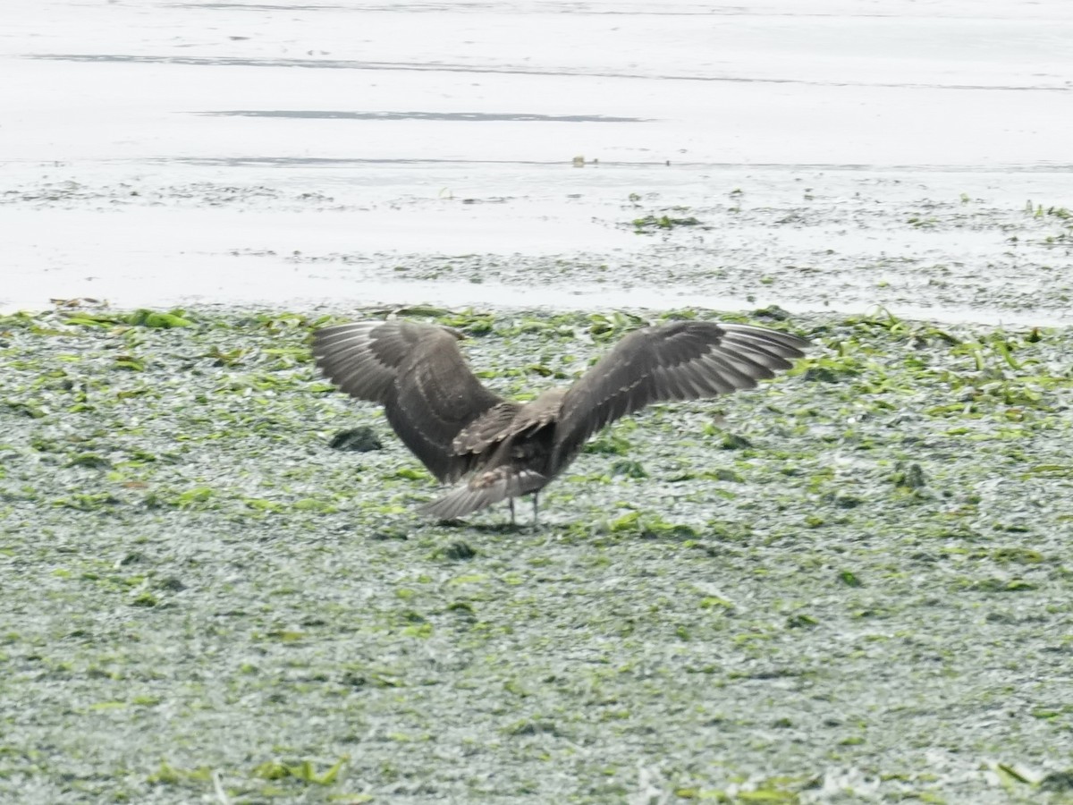 Parasitic Jaeger - ML608347409