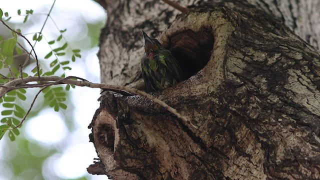 Taiwanbartvogel - ML608347410