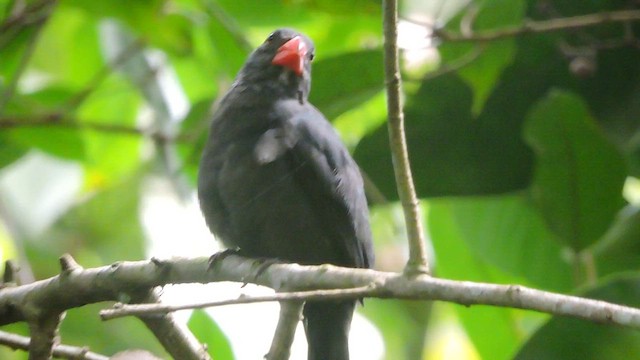 Slate-colored Grosbeak - ML608347426