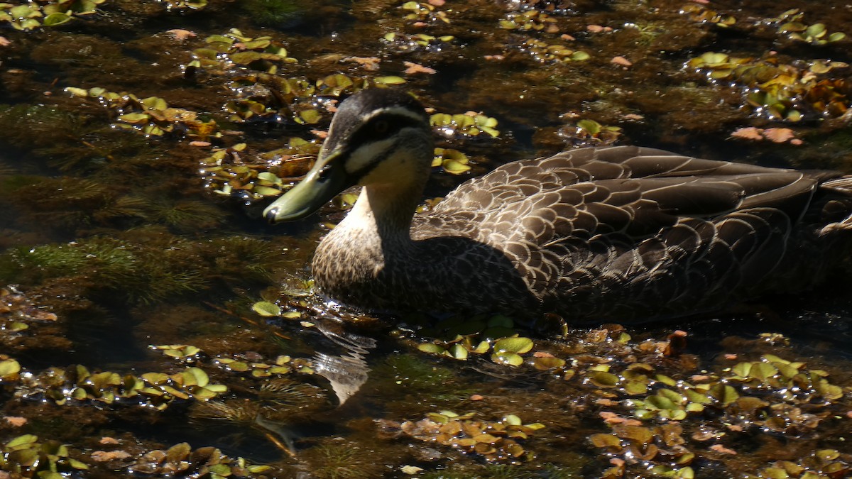 Pacific Black Duck - ML608347483