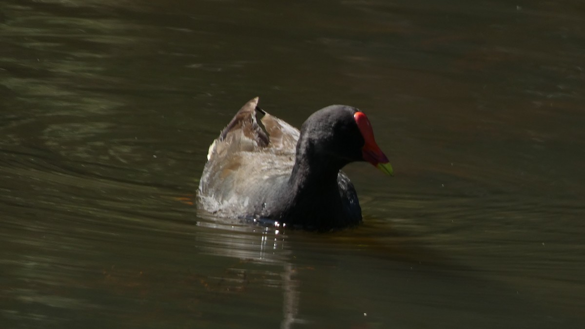 Dusky Moorhen - ML608347543