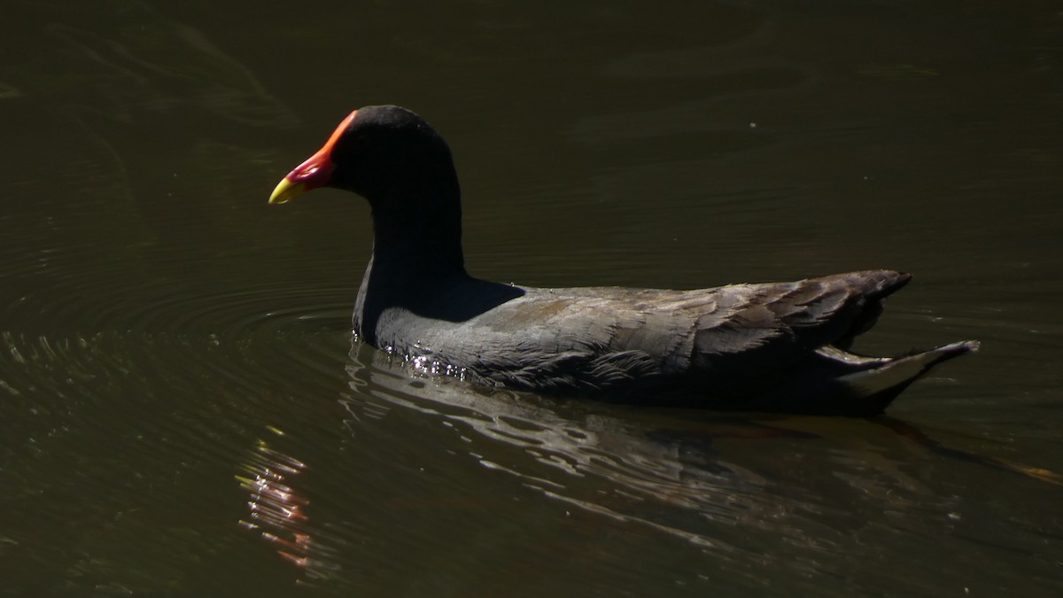 Dusky Moorhen - ML608347544