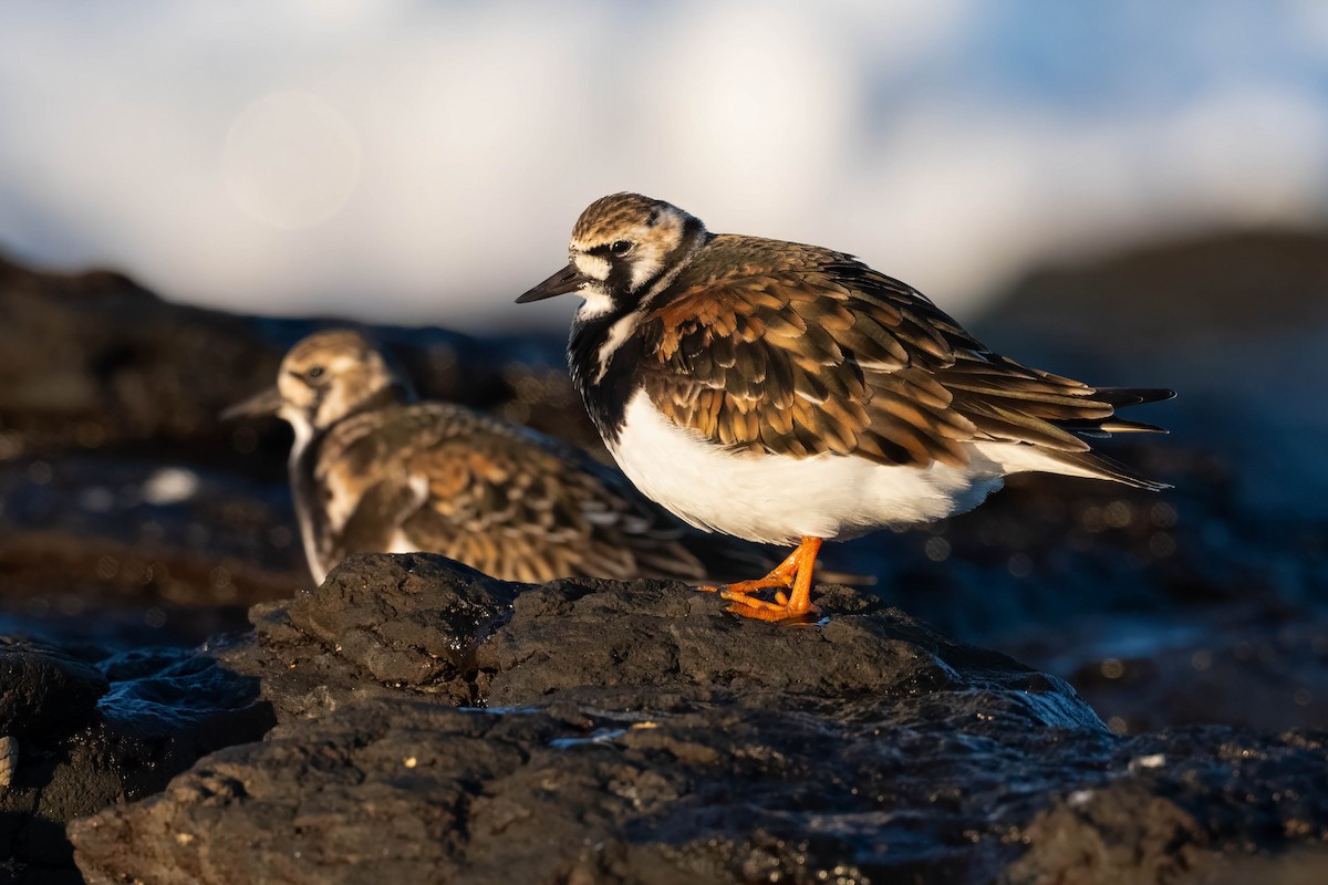 Ruddy Turnstone - Terence Alexander