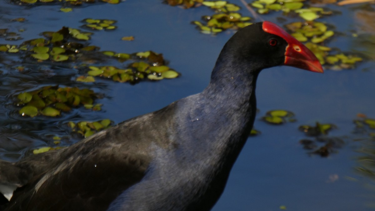 Australasian Swamphen - ML608347572