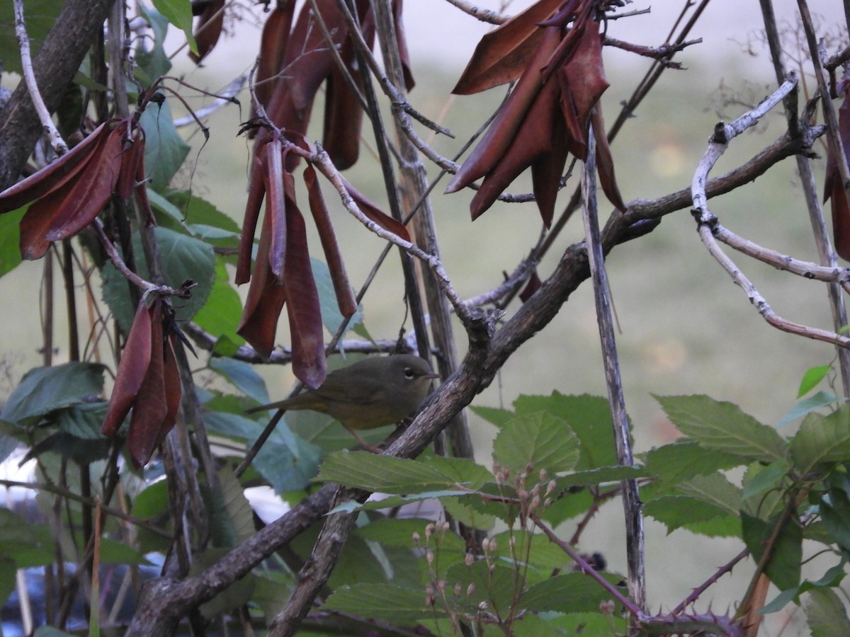 MacGillivray's Warbler - ML608347592