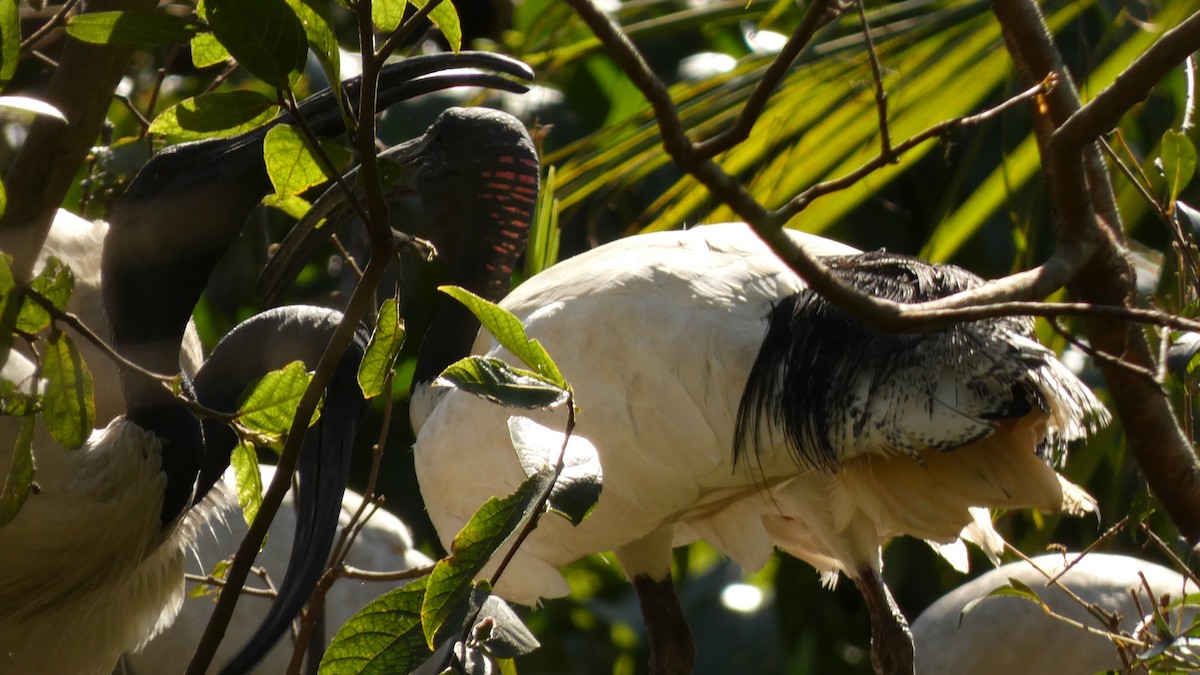 Australian Ibis - ML608347604