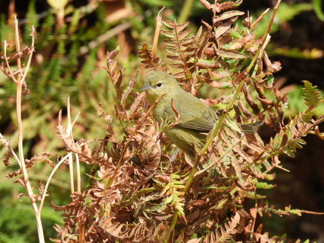 Orange-crowned Warbler - Kelly Wright