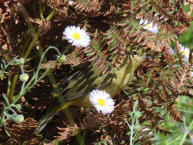 Orange-crowned Warbler - Kelly Wright