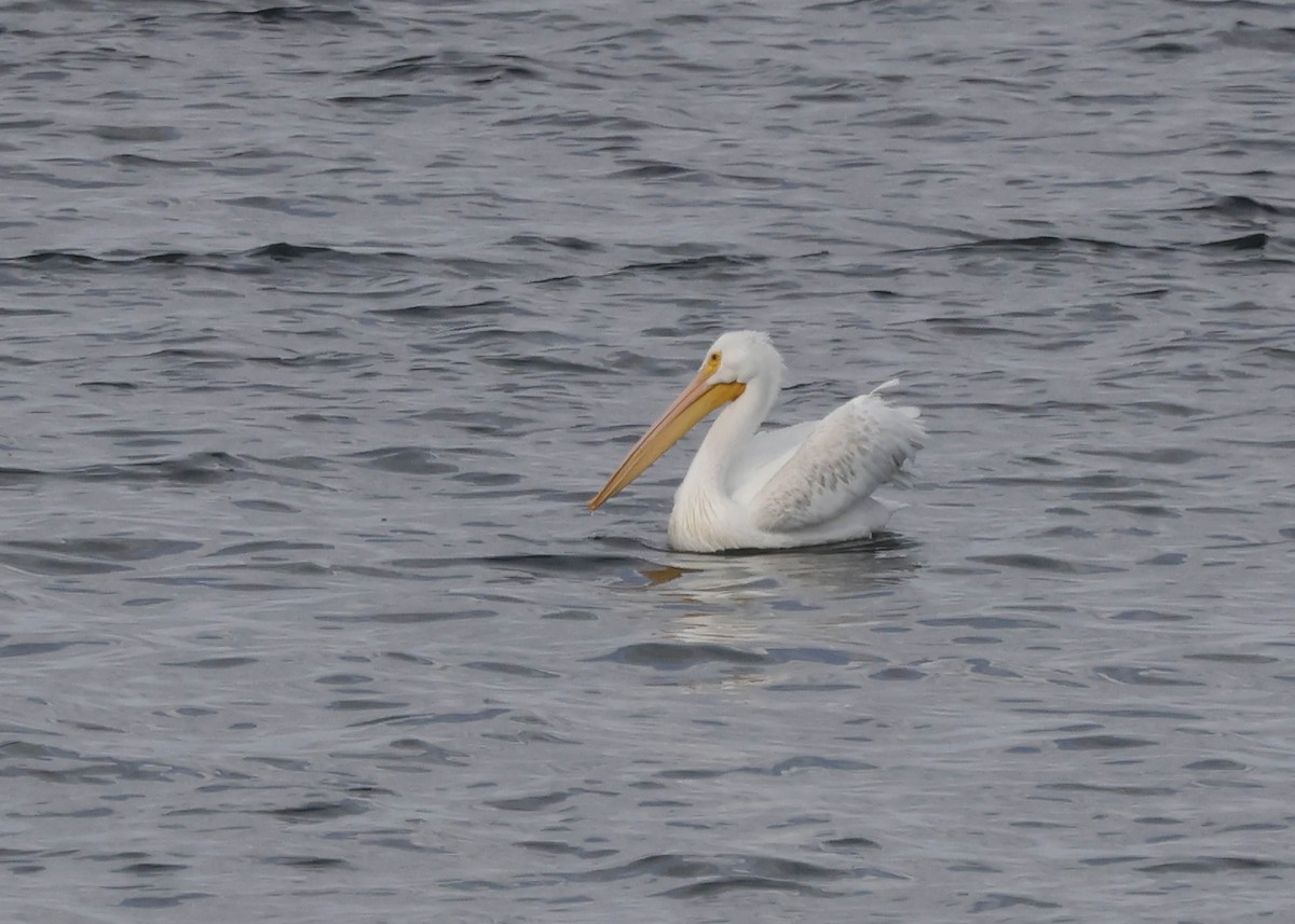 American White Pelican - ML608347758