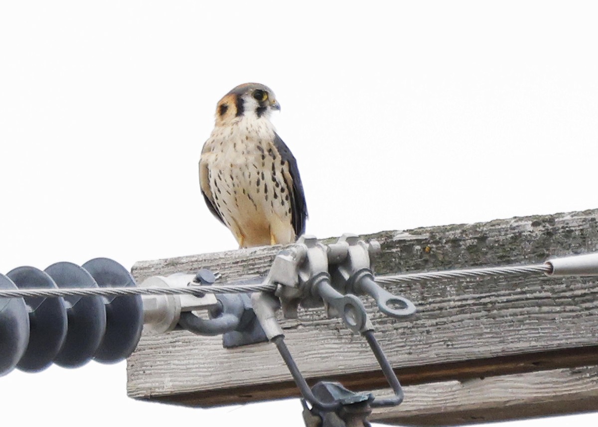 American Kestrel - ML608347771