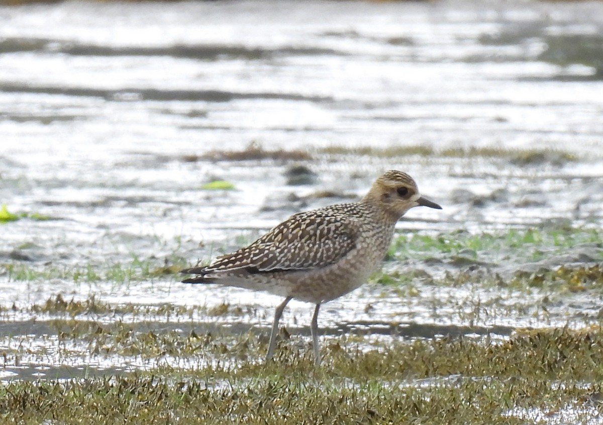 Pacific Golden-Plover - ML608347931