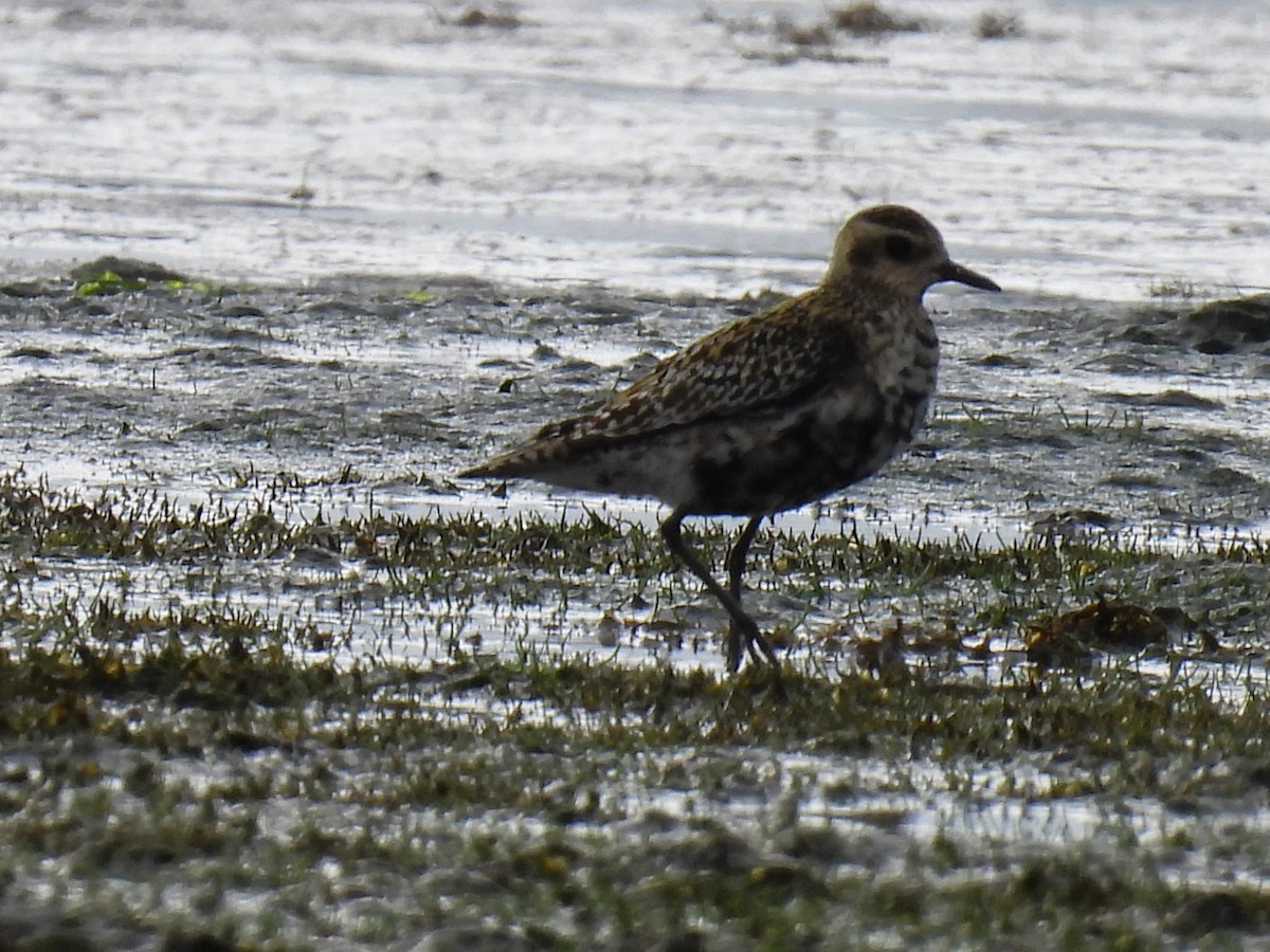 Pacific Golden-Plover - ML608347935