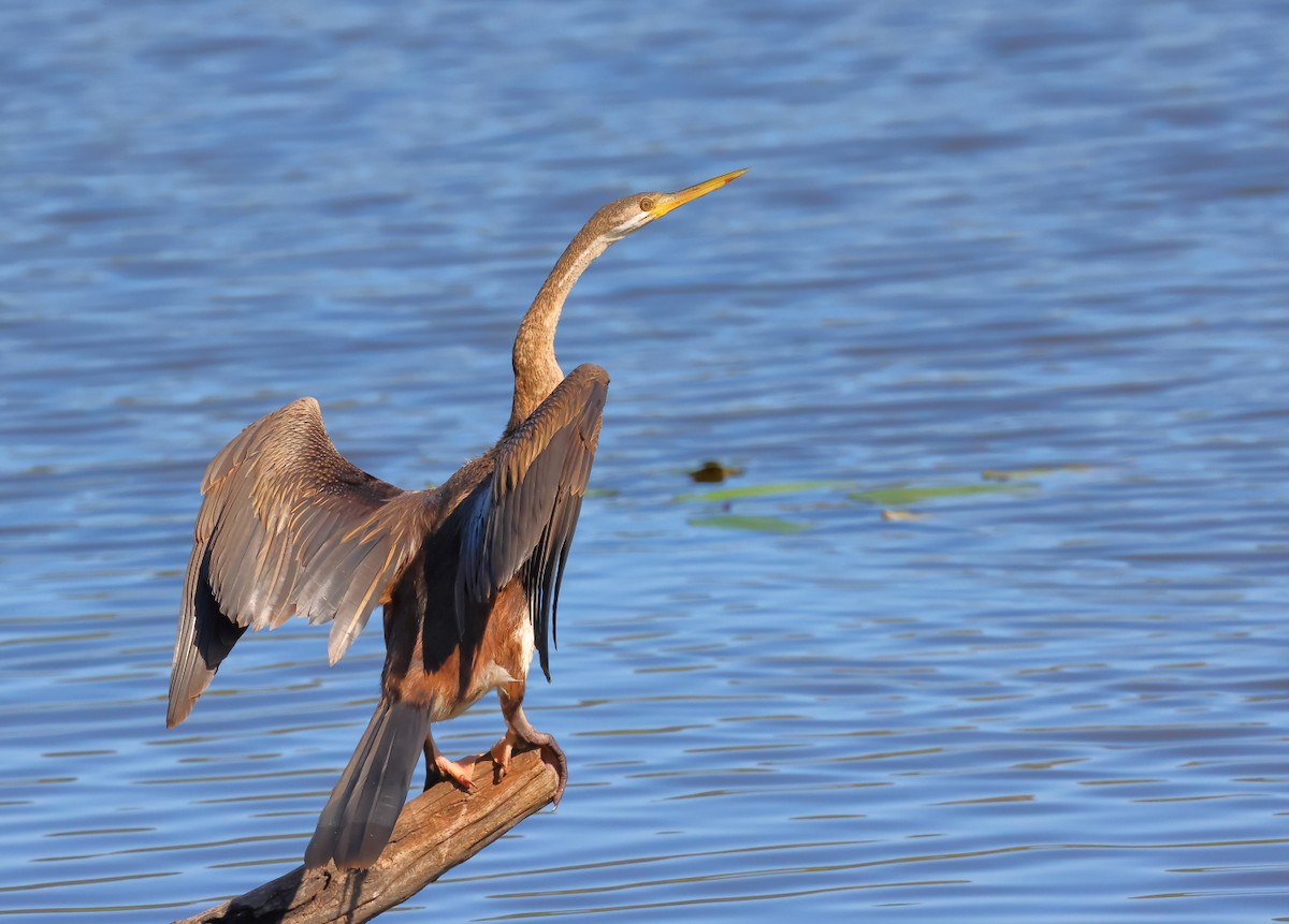 Australasian Darter - Tony Ashton