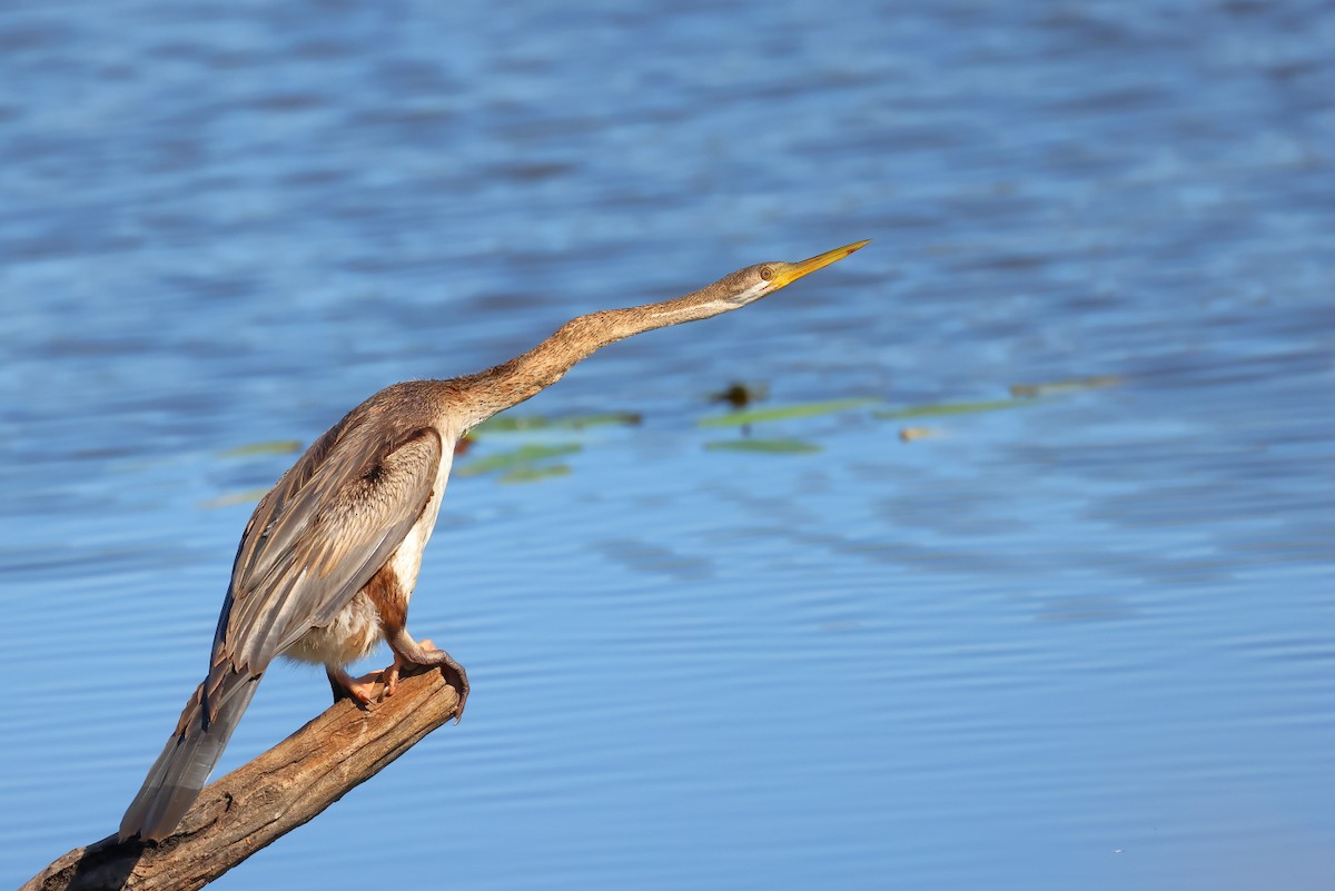 Anhinga d'Australie - ML608347949