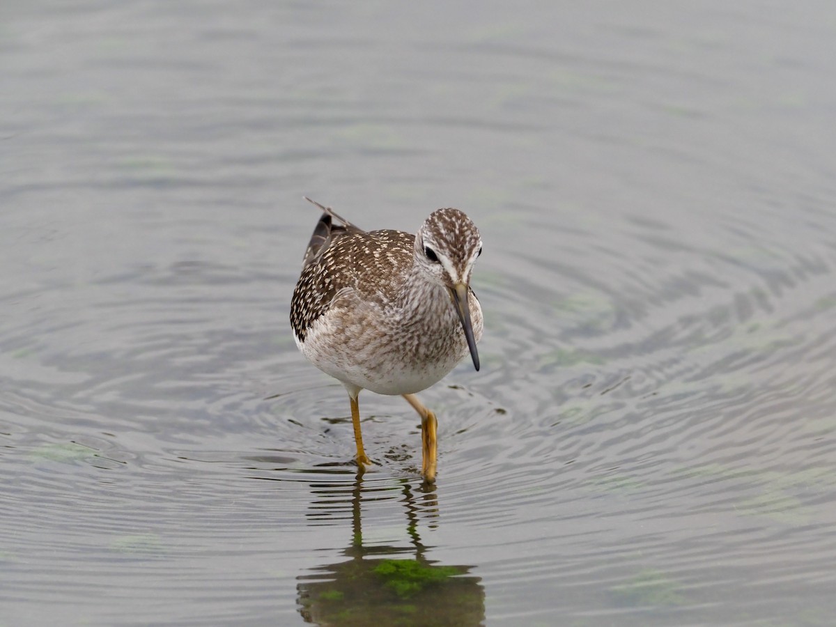 Lesser Yellowlegs - ML608347997