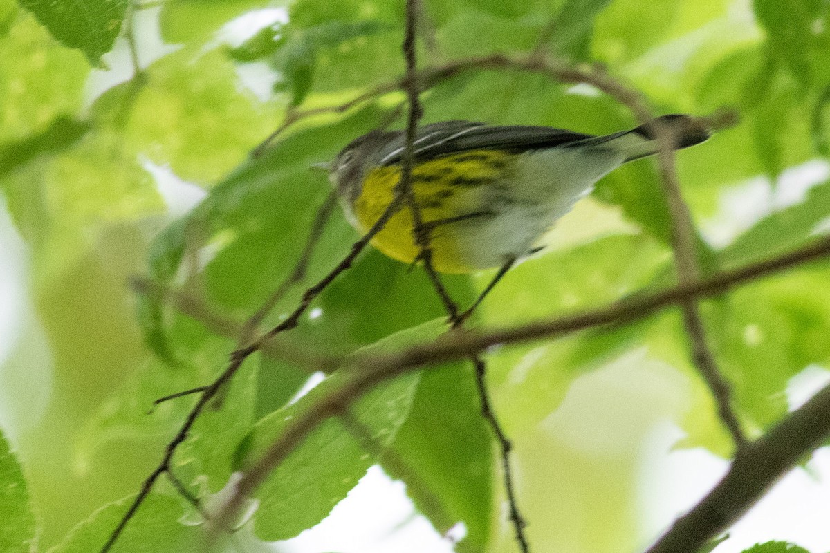 Magnolia Warbler - ML608348033