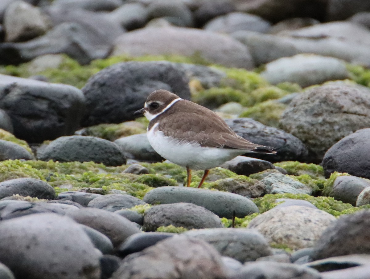 Semipalmated Plover - ML608348157