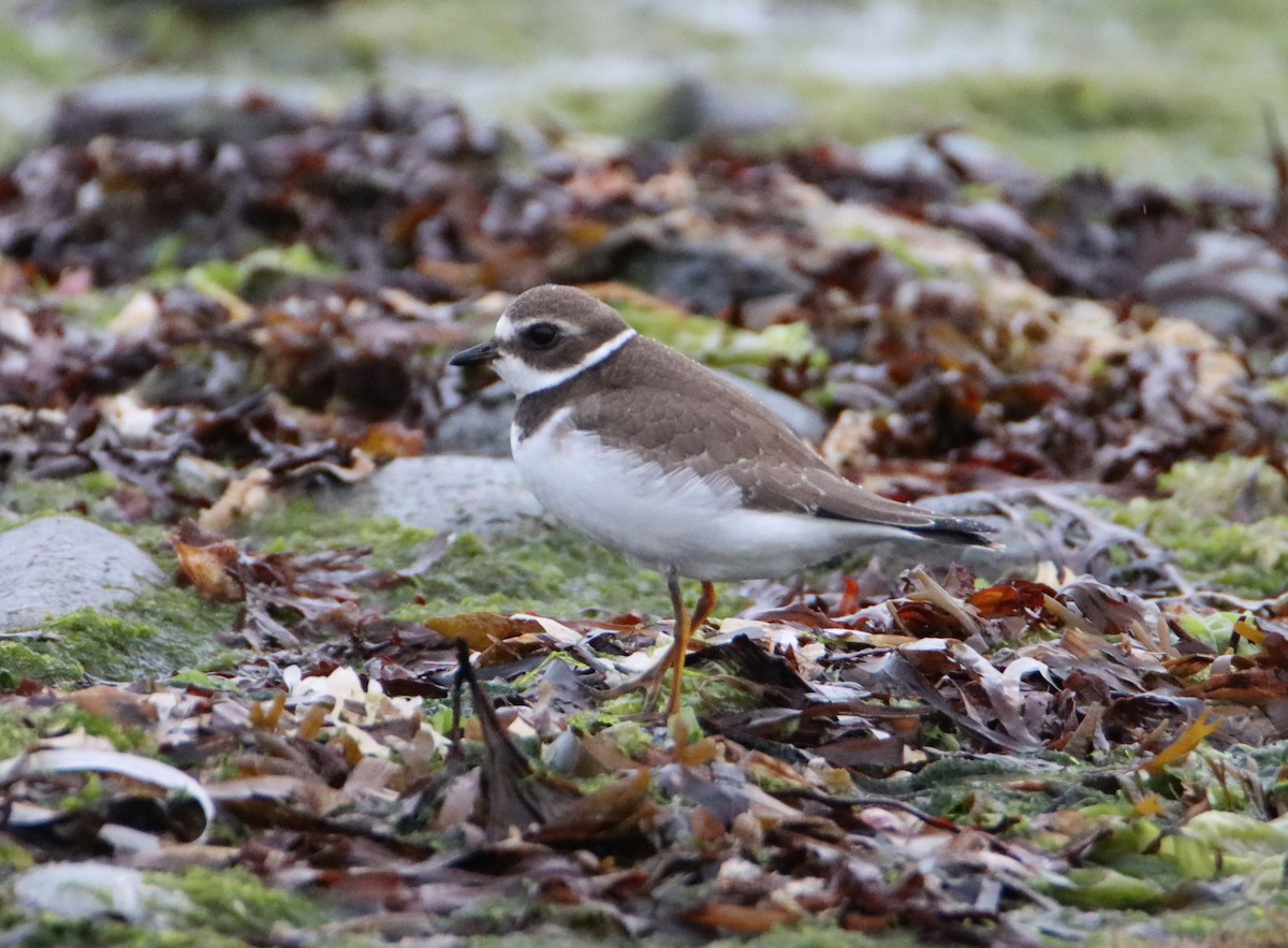Semipalmated Plover - ML608348174