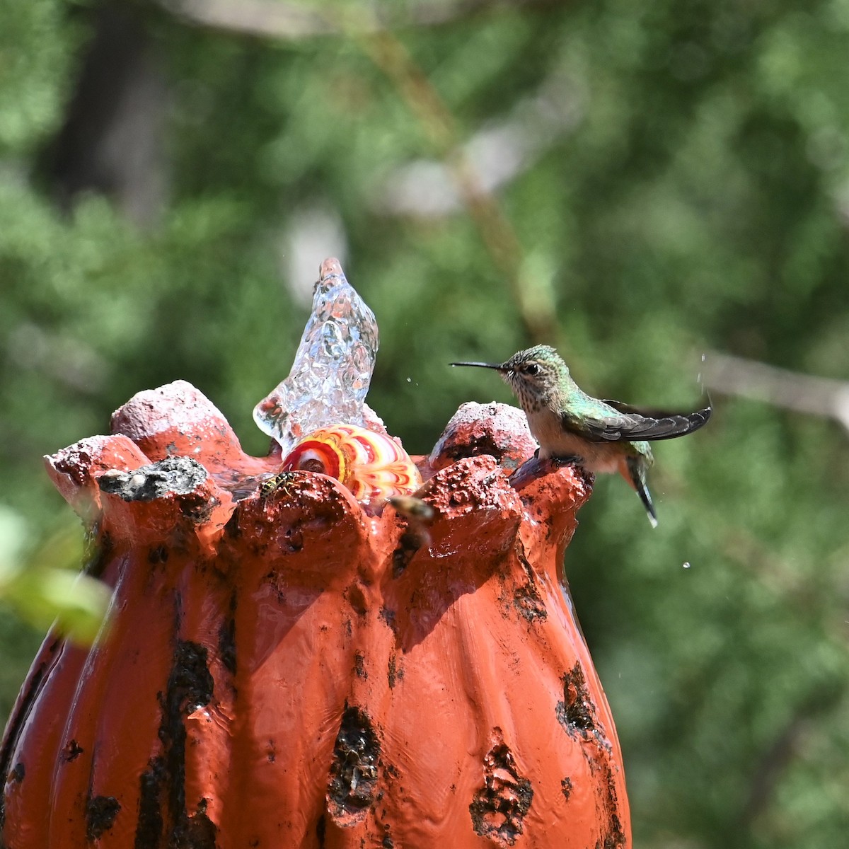 Calliope Hummingbird - ML608348201