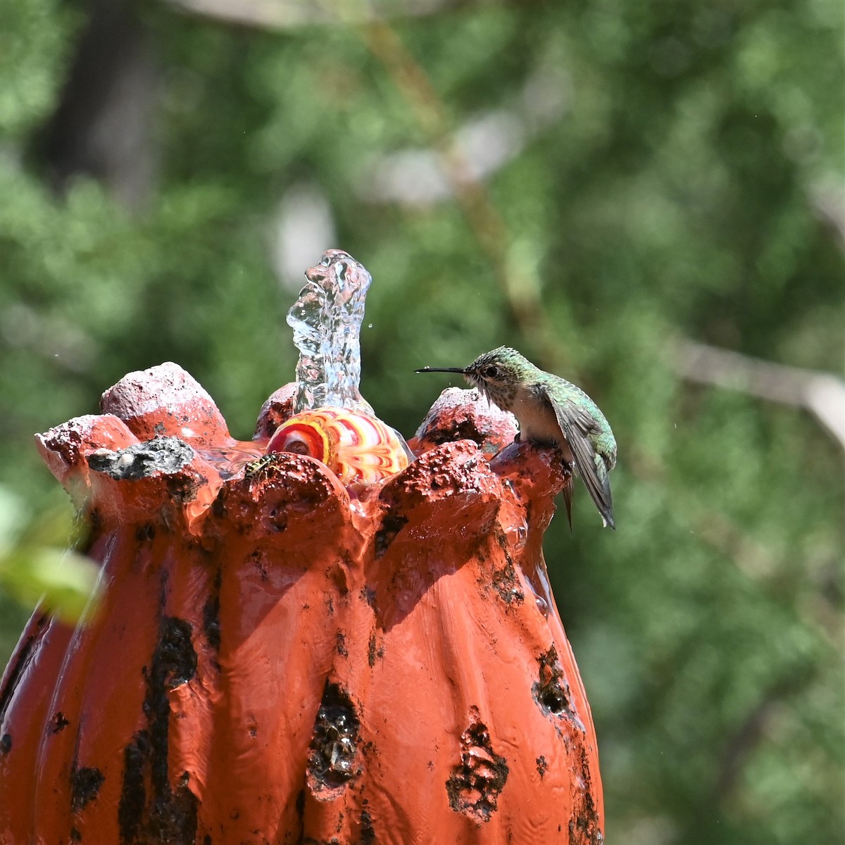 Calliope Hummingbird - ML608348216