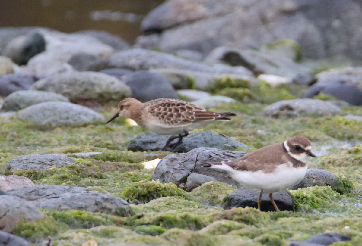 Baird's Sandpiper - ML608348228