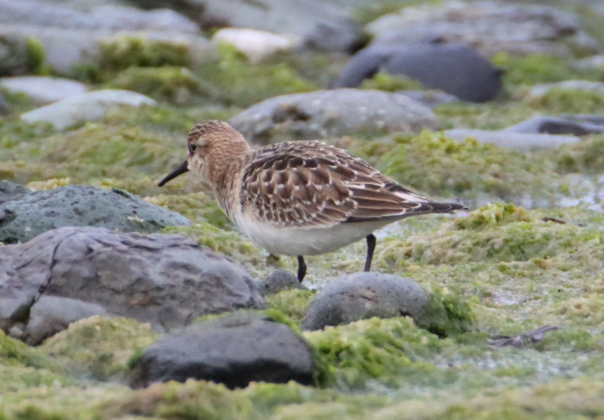 Baird's Sandpiper - ML608348243