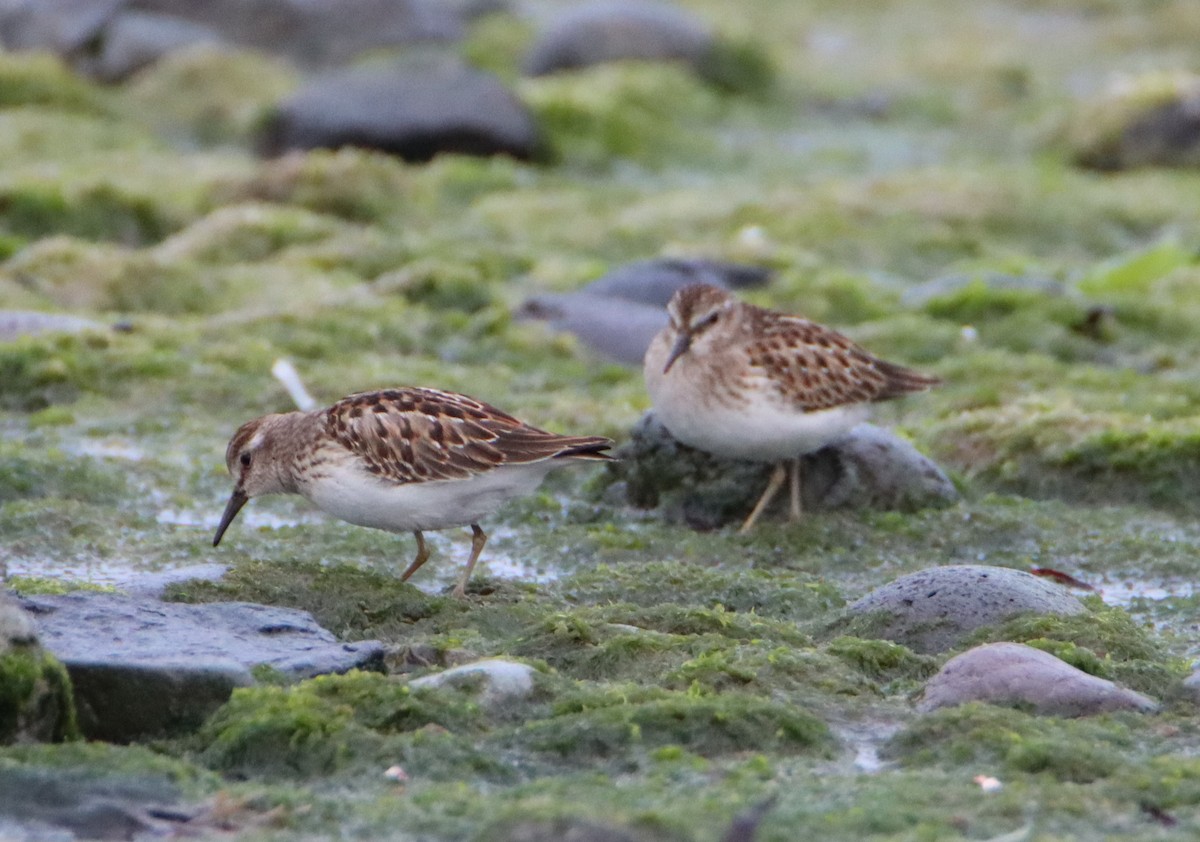 Least Sandpiper - ML608348271