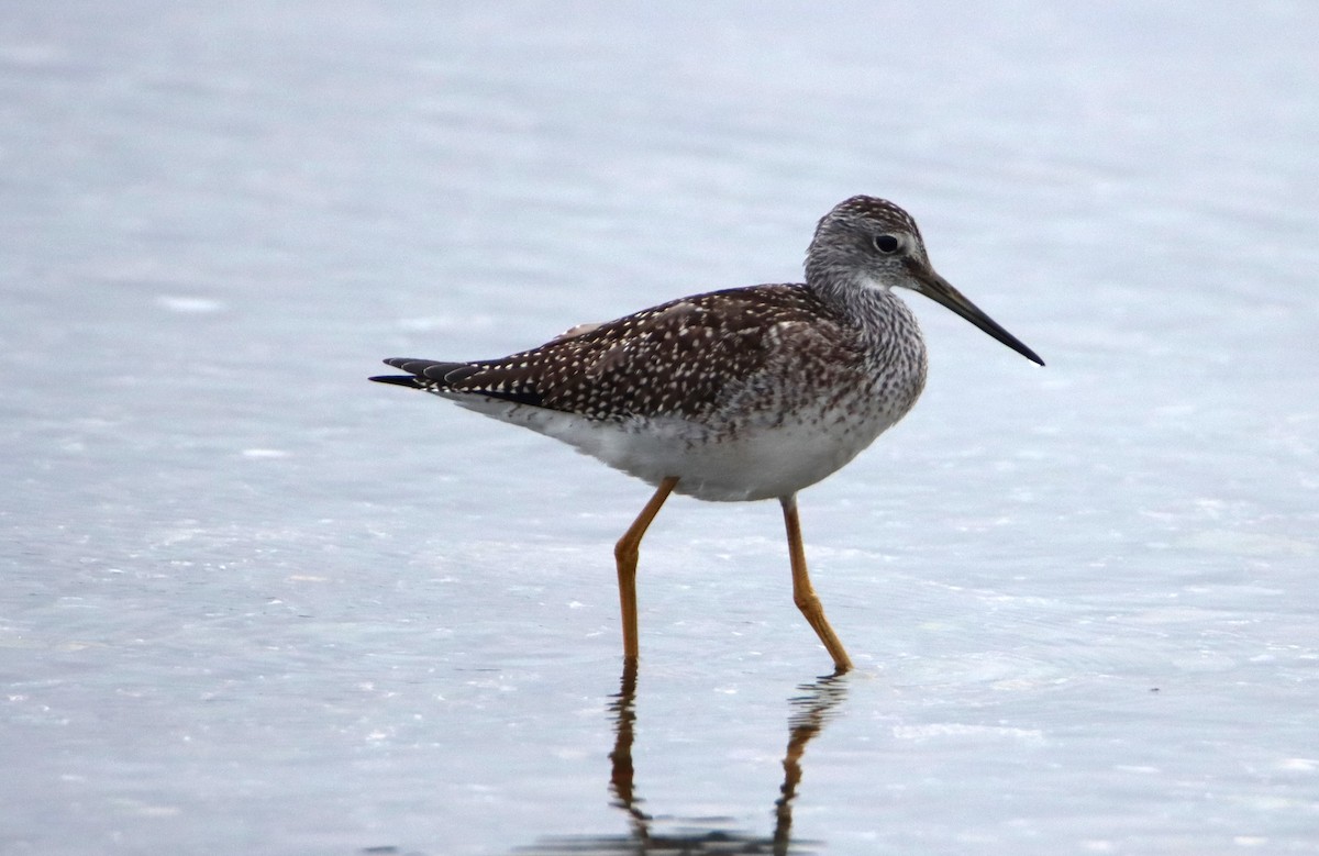 Greater Yellowlegs - ML608348314