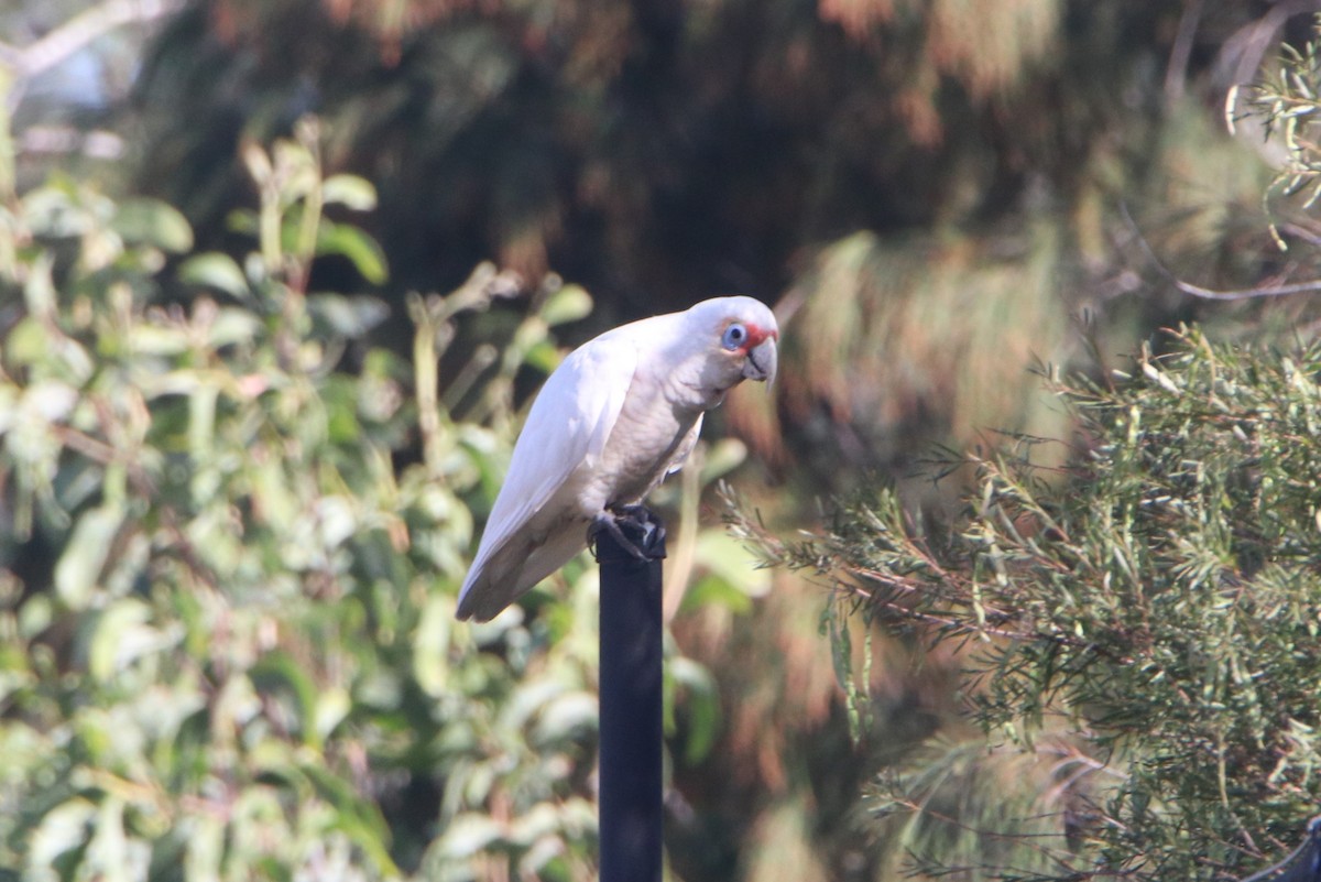 Long-billed Corella - ML608348345