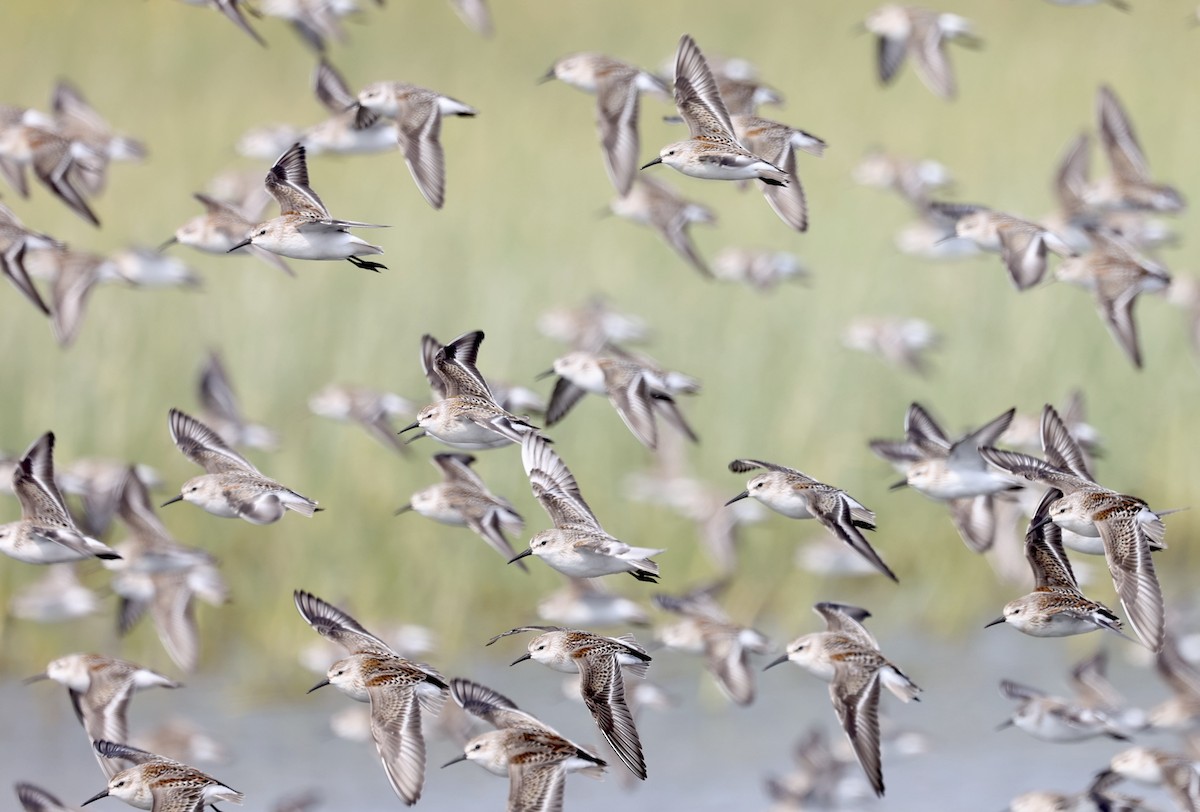 Western Sandpiper - larry nigro