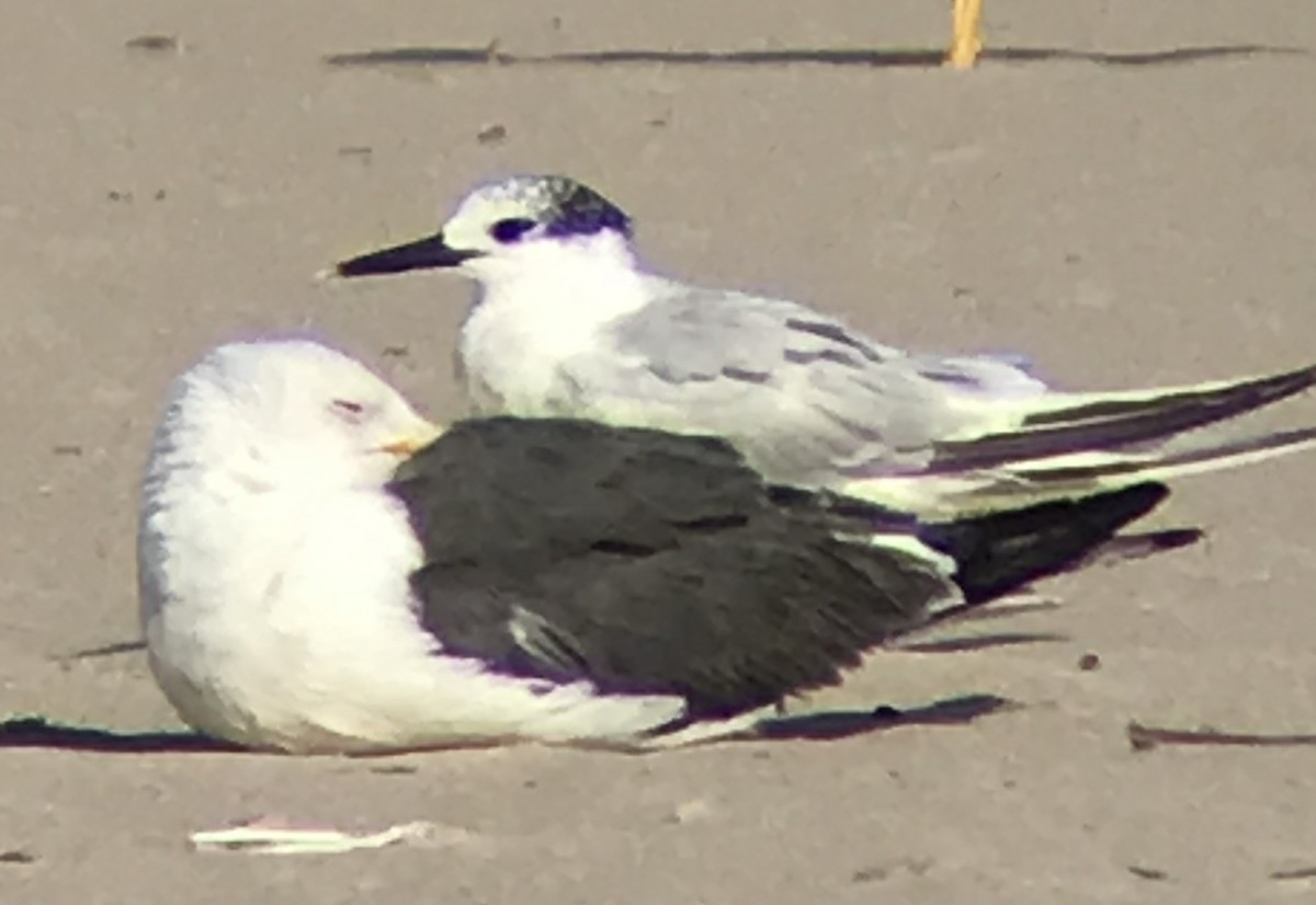 Sandwich Tern - ML608348535