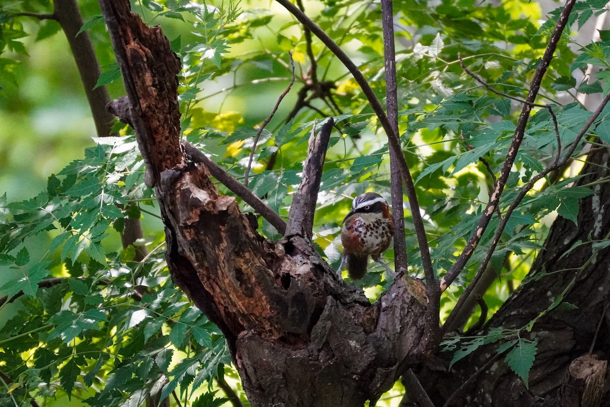 Taiwan Scimitar-Babbler - ML608348542