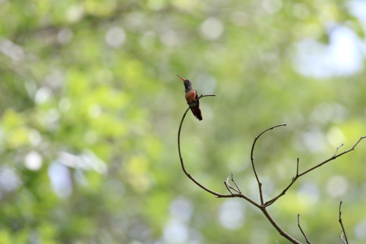 Buff-bellied Hummingbird - ML608348568