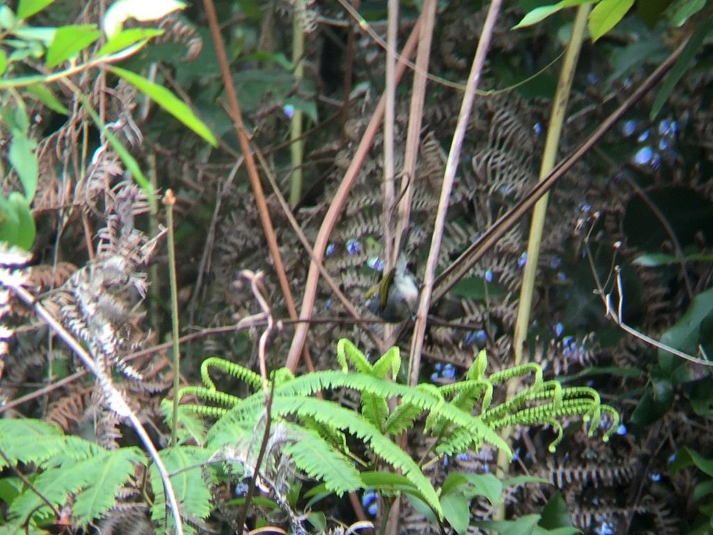 Slaty Vireo - ML608348651