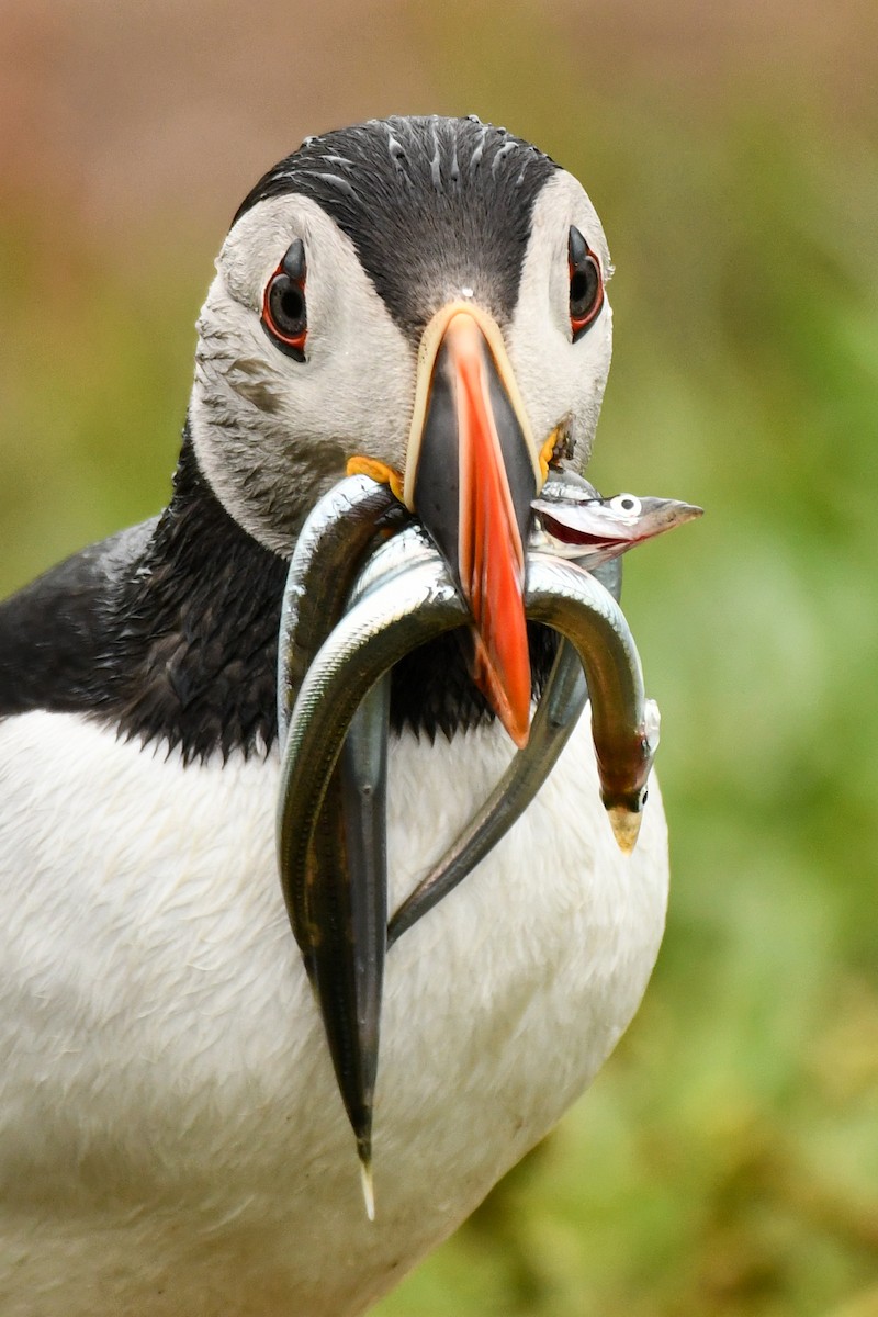 Atlantic Puffin - ML608348655